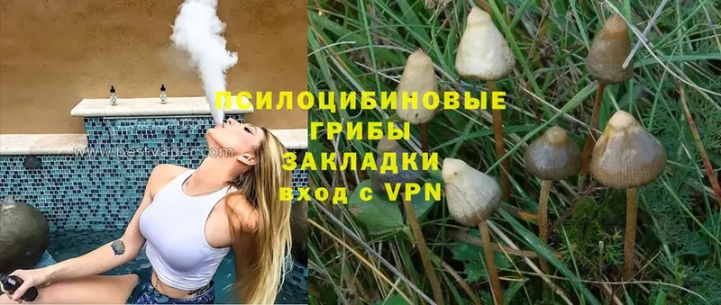 Галлюциногенные грибы Cubensis  дарнет шоп  Нюрба 